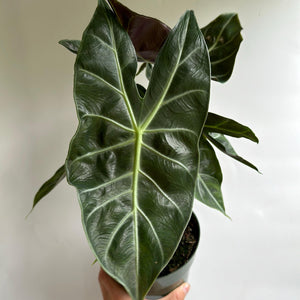 Alocasia Morroco