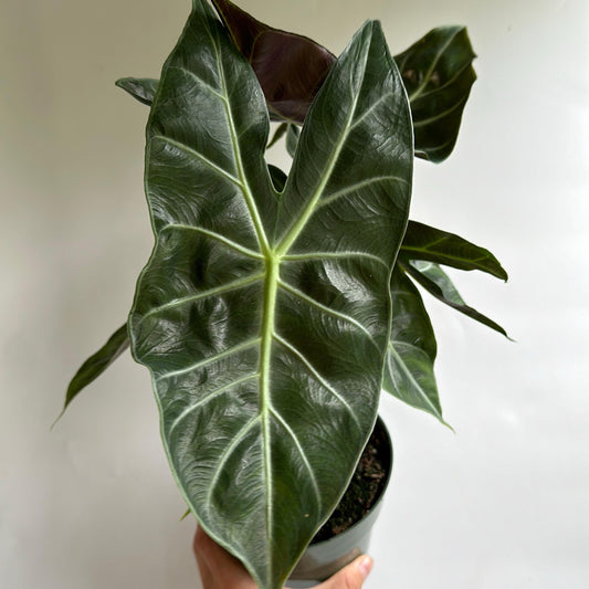 Alocasia Morroco 6" pot