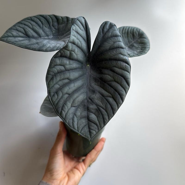 Rare Alocasia Nebula Elaine 4” pot