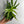 Anthurium Pedatoradiatum