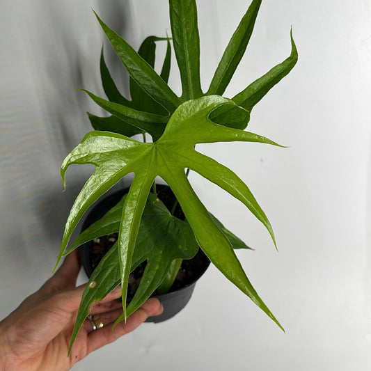Anthurium pedatoradiatum fingers 6" pot