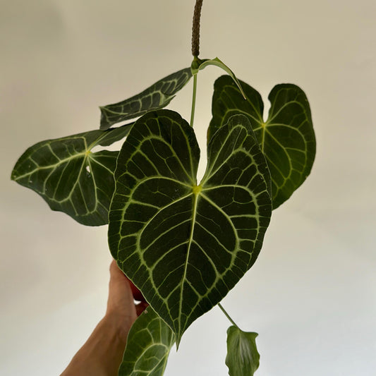 Anthurium king of Clarinervicum 4" pot