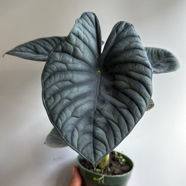 Rare Alocasia Nebula Elaine 4” pot