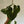 Anthurium King of Clarinervicum