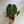 Anthurium King Clarinervicum