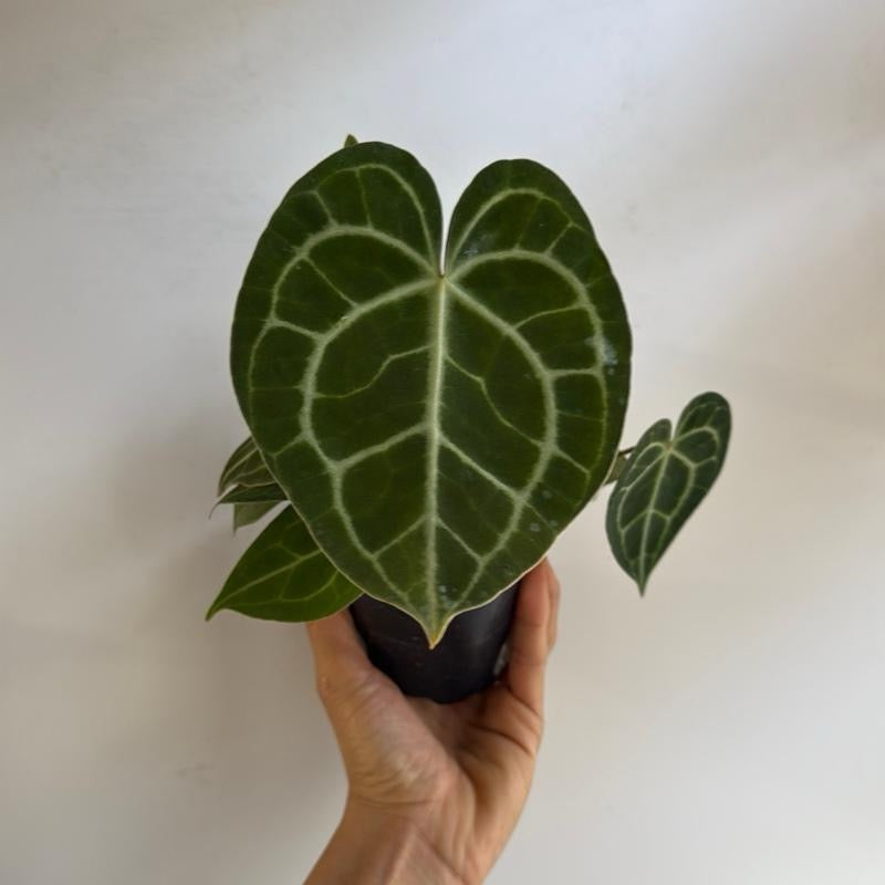 Anthurium king of Clarinervicum 4" pot
