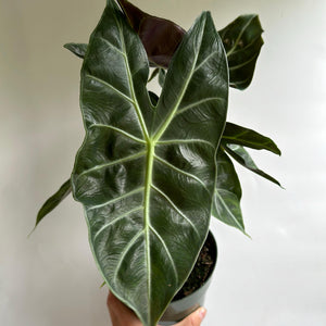 Alocasia 'Pink Dragon Morroco'