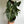 Alocasia  Pink Dragon morroco 6