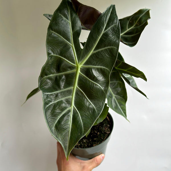 Alocasia  Pink Dragon morroco 6" pot