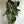 Alocasia  Pink Dragon morroco 6