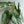 Alocasia SP Corazon 6
