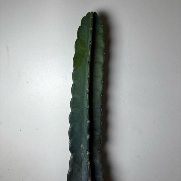 Cuddly Cactus 6" pot