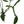 Philodendron praying mantis 4