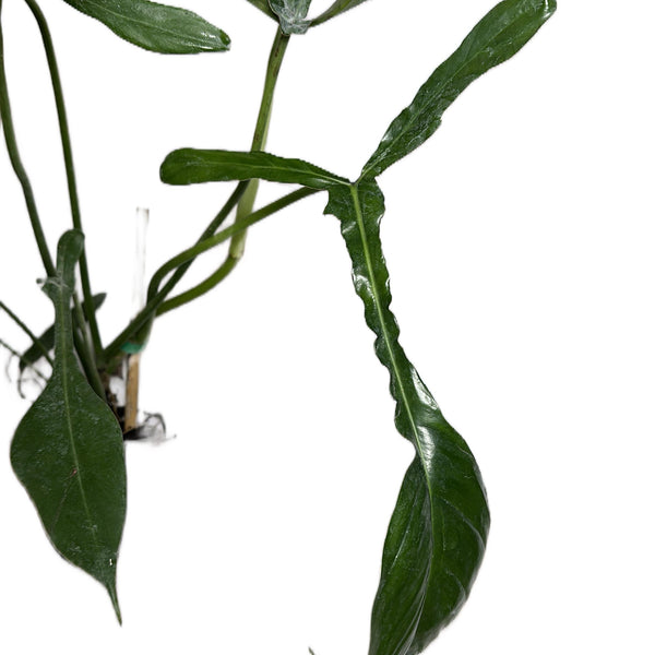 Philodendron praying mantis 4" Pot