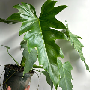 Philodendron Mayoi