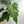 Philodendron Mayoi 6