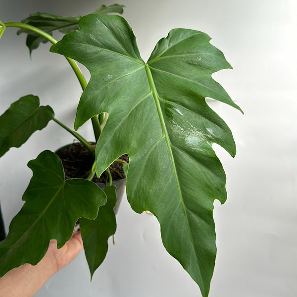 Philodendron Mayoi 6" pot