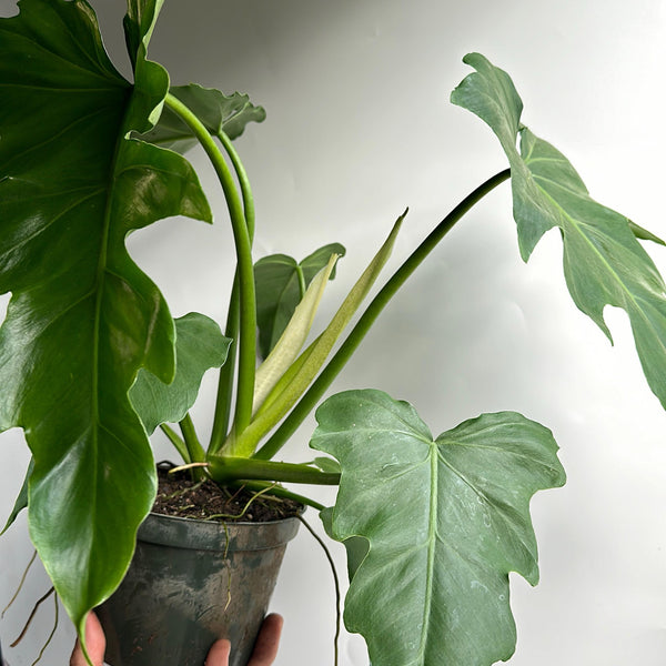 Philodendron Mayoi 6" pot