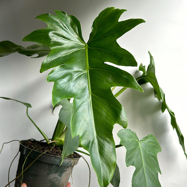 Philodendron Mayoi 6" pot