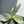 Aglaonema night sparkle 4