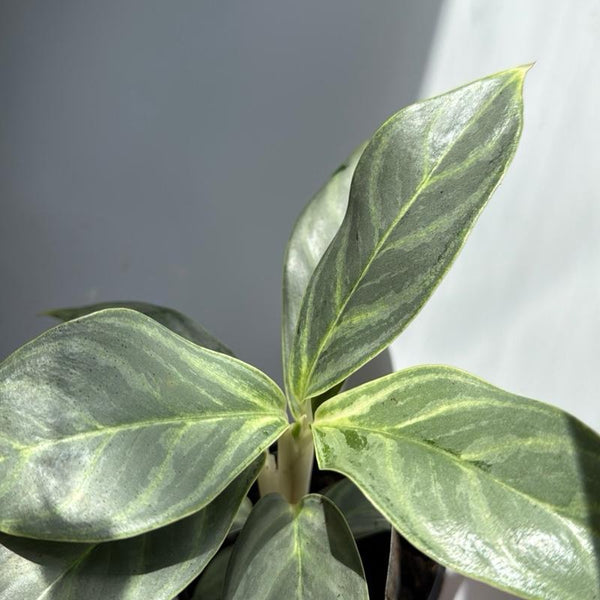 Aglaonema night sparkle 4" pot