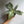 Aglaonema night sparkle 4