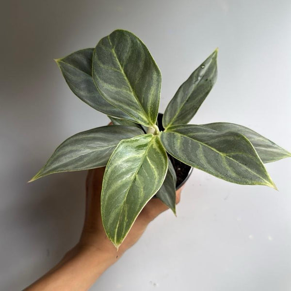 Aglaonema night sparkle 4" pot