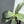 Aglaonema night sparkle 4