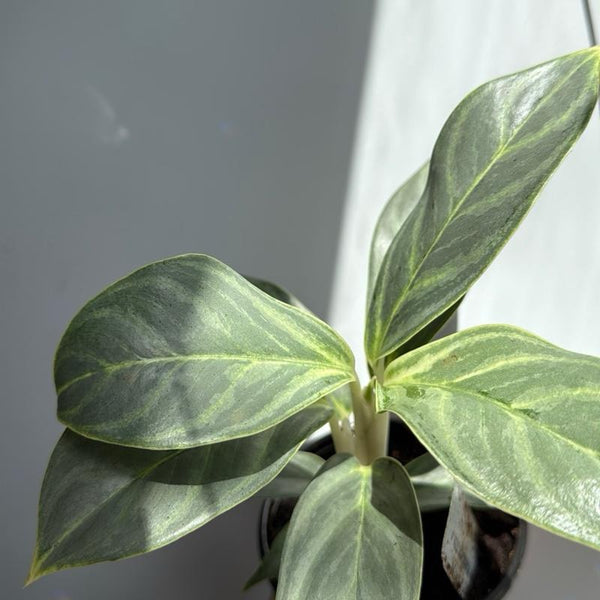 Aglaonema night sparkle 4" pot