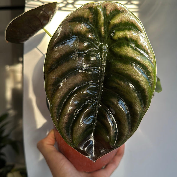 Alocasia Cuprea Red Secret 6” pot