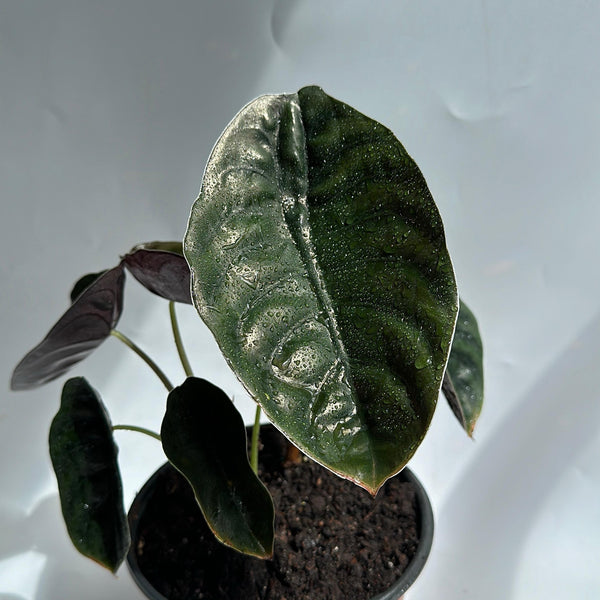 Alocasia Cuprea Red Secret 6” pot