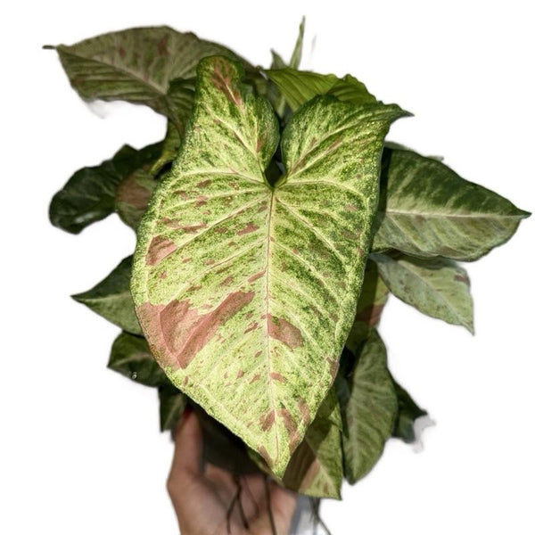 Syngonium Pink Confetti 6" Pot