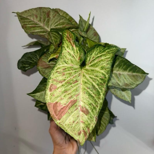 Syngonium Pink Confetti 6" Pot