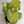 Syngonium Pink Confetti 6