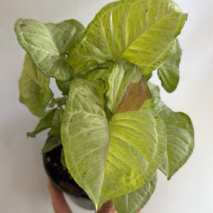 Syngonium Pink Confetti