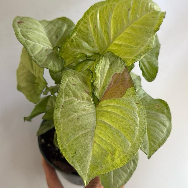 Syngonium Pink Confetti 6" Pot