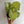 Syngonium Pink Confetti 6