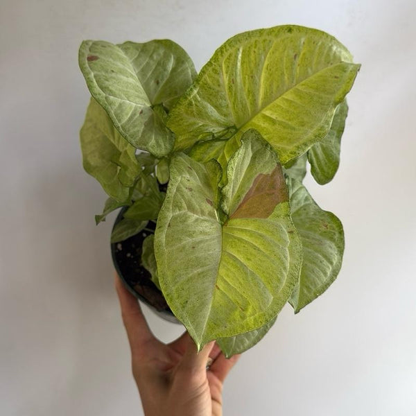 Syngonium Pink Confetti 6" Pot
