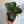 Ficus Fiddle Leaf Fig 6