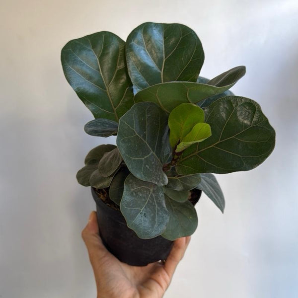 Ficus Fiddle Leaf Fig 6" pot