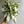 Syngonium Holly