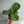 Ficus Fiddle Leaf Fig 6