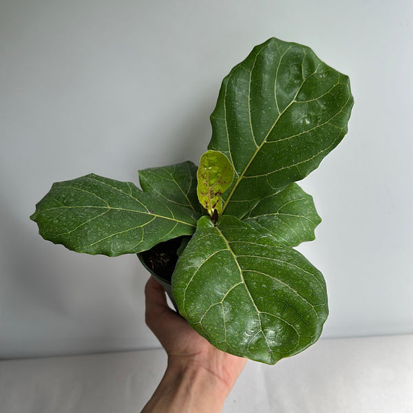 Ficus Fiddle Leaf Fig 6" pot