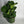 Ficus Fiddle Leaf Fig 6