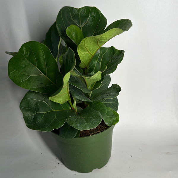 Ficus Fiddle Leaf Fig 6" pot