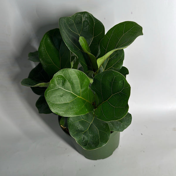 Ficus Fiddle Leaf Fig 6" pot