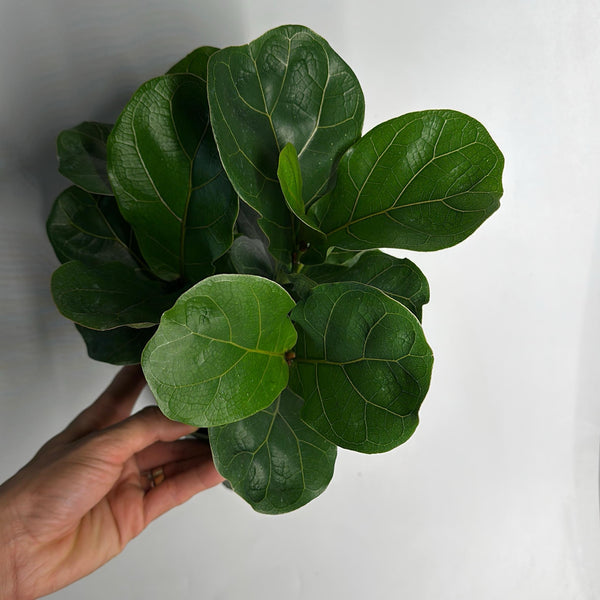 Ficus Fiddle Leaf Fig 6" pot
