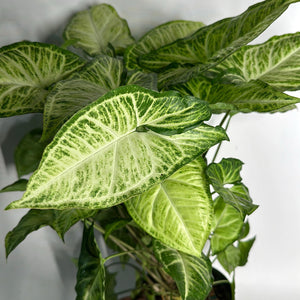 Syngonium White Butterfly