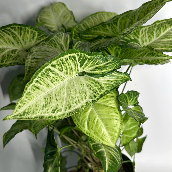 Syngonium White Butterfly 6" pot