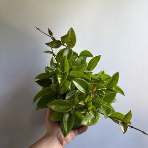 Hoya Carnosa 'Amore'